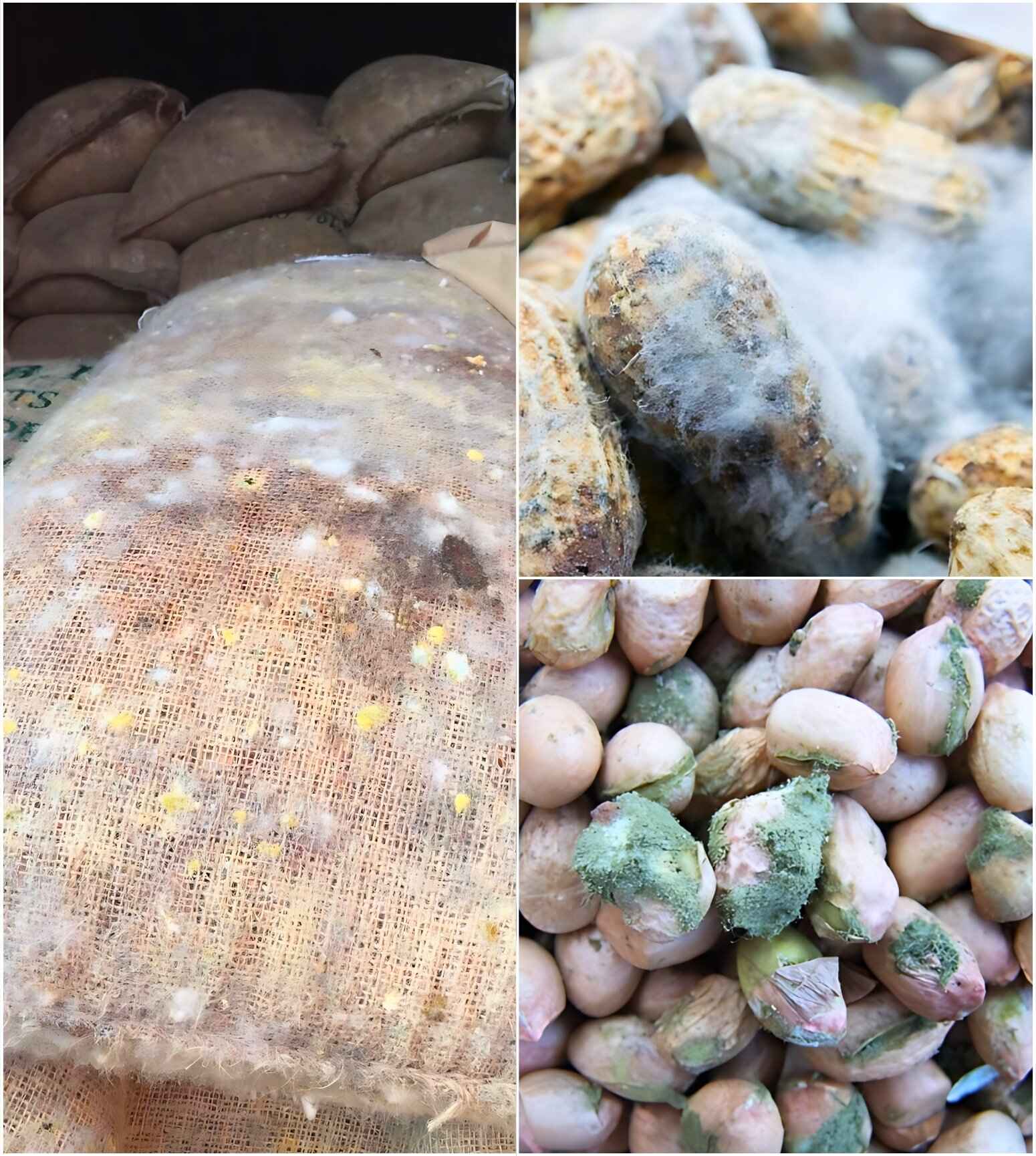 HOW MOISTURE TRIGGERS AFLATOXIN GROWTH?