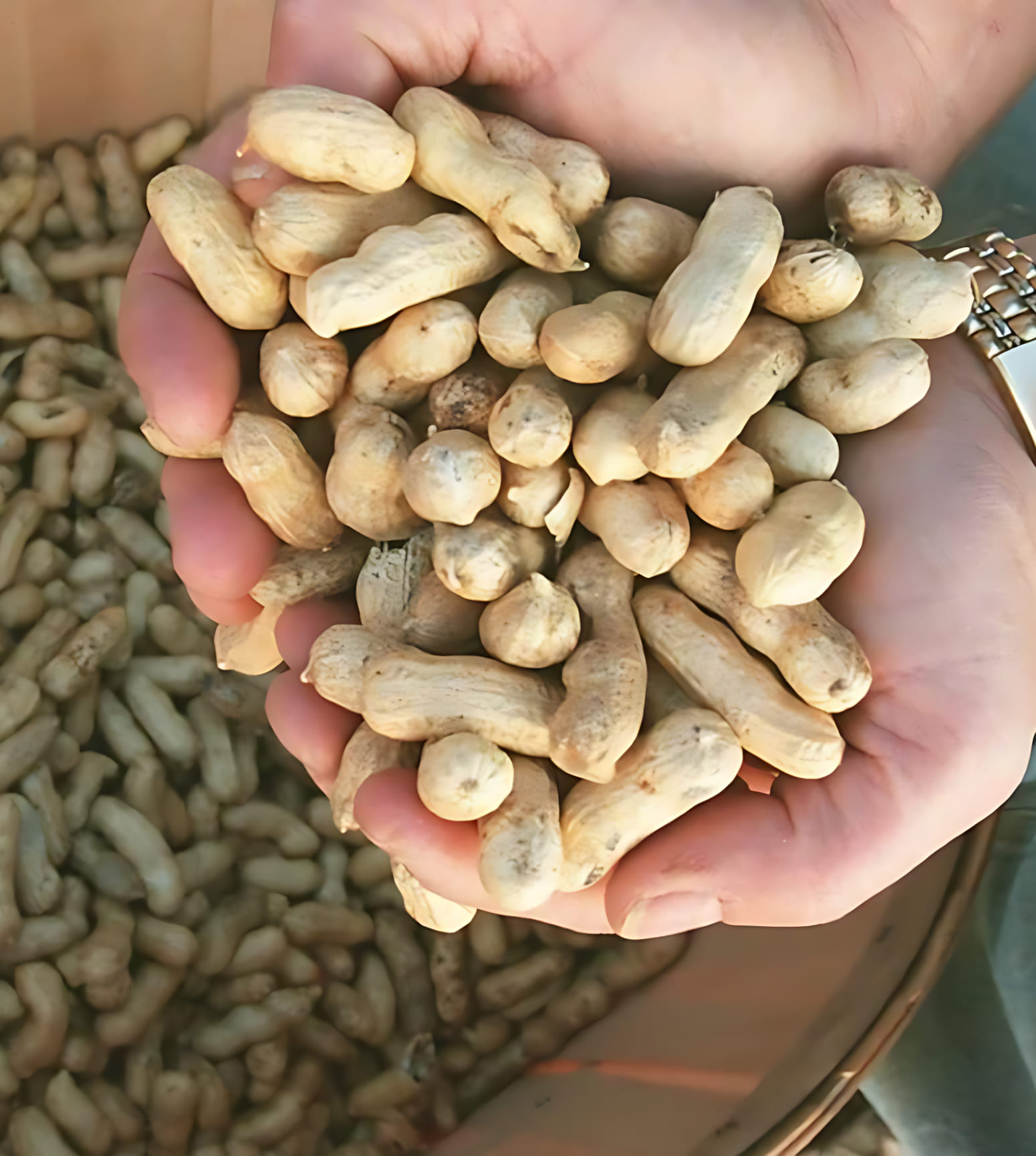 ROLE OF DESICCANT BAG IN REDUCING AFLATOXIN LEVELS IN PEANUTS