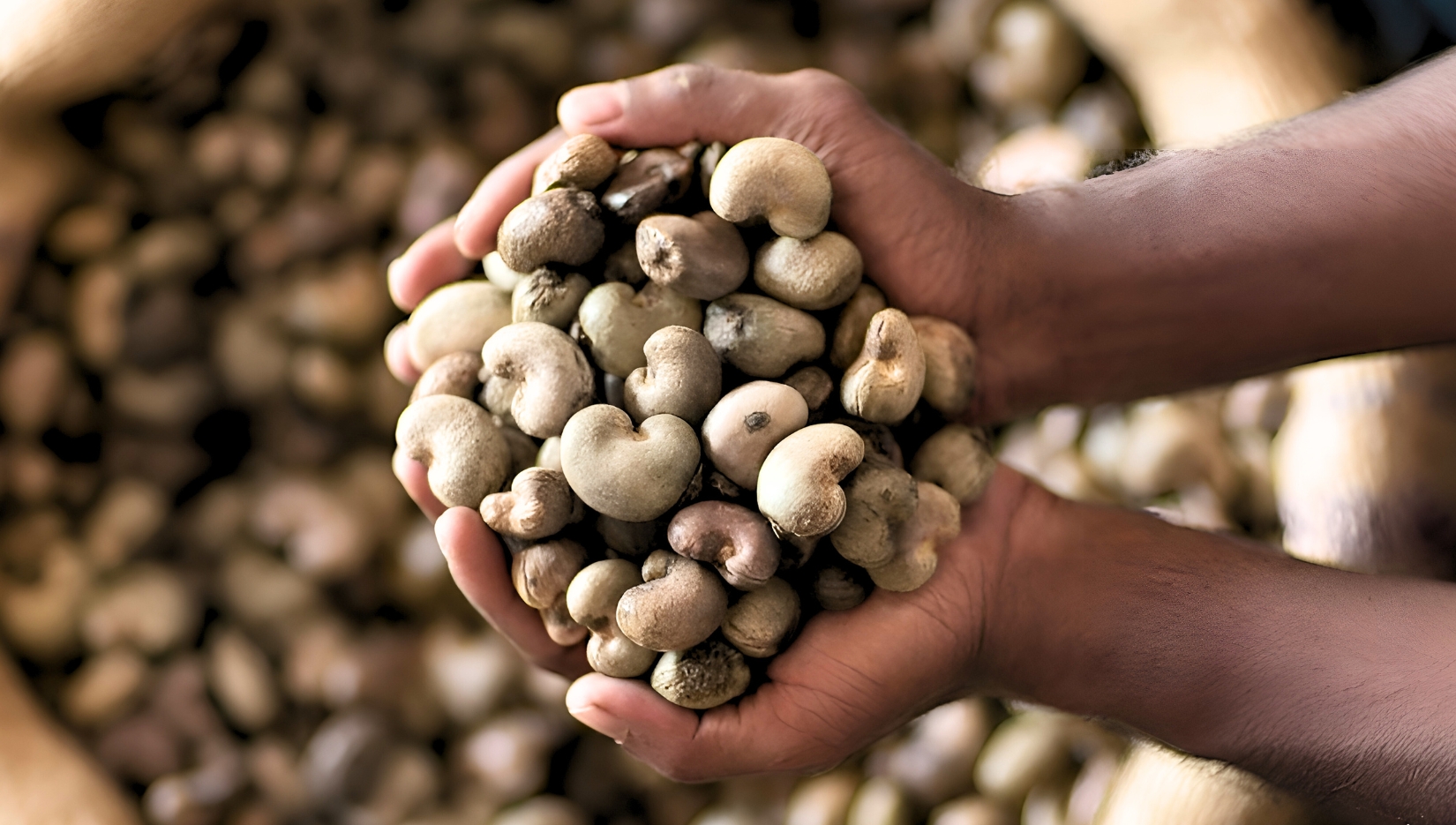 IMPORT OF CASHEW IN INDIA